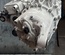 TESLA 1587780-00-B, 158778000B, 3D7 / 158778000B, 158778000B, 3D7 Model Y 2022 Complete Engine