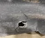 Aston Martin DB11 (AM5) 2019 Wing liner Left Front - Thumbnail 10
